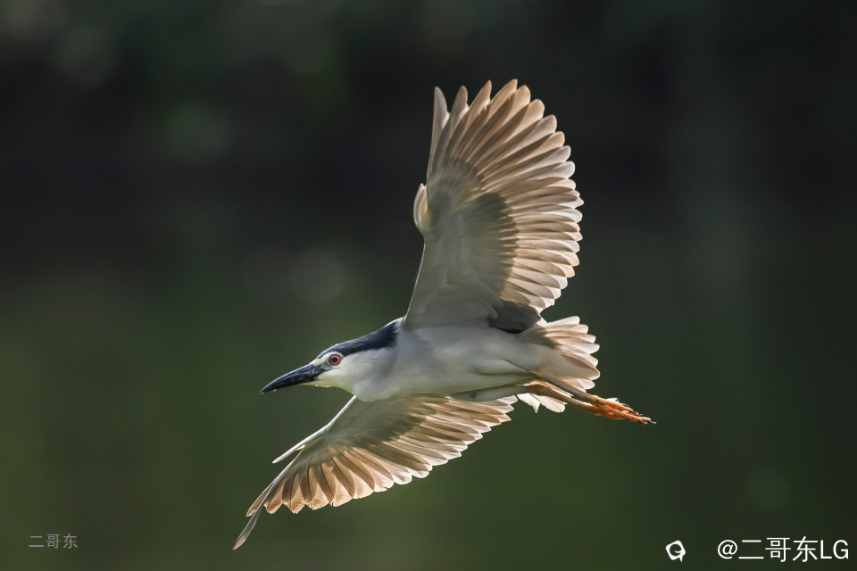 飞鹭 (3).jpg