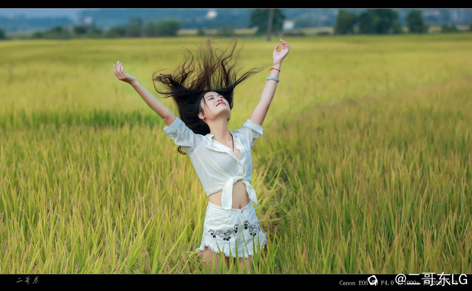 谷子熟了 (3).jpg