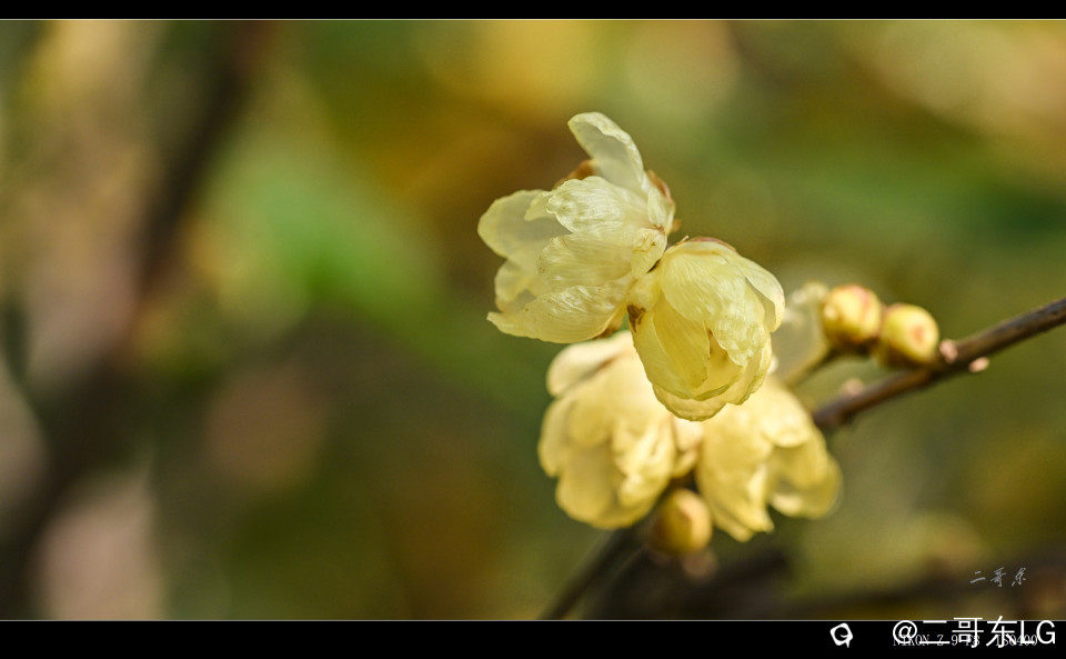 suxinlamei  (12).jpg