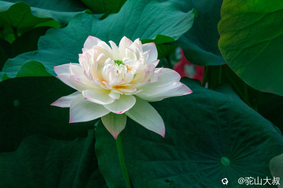 DSC04350-0 - 副本.jpg