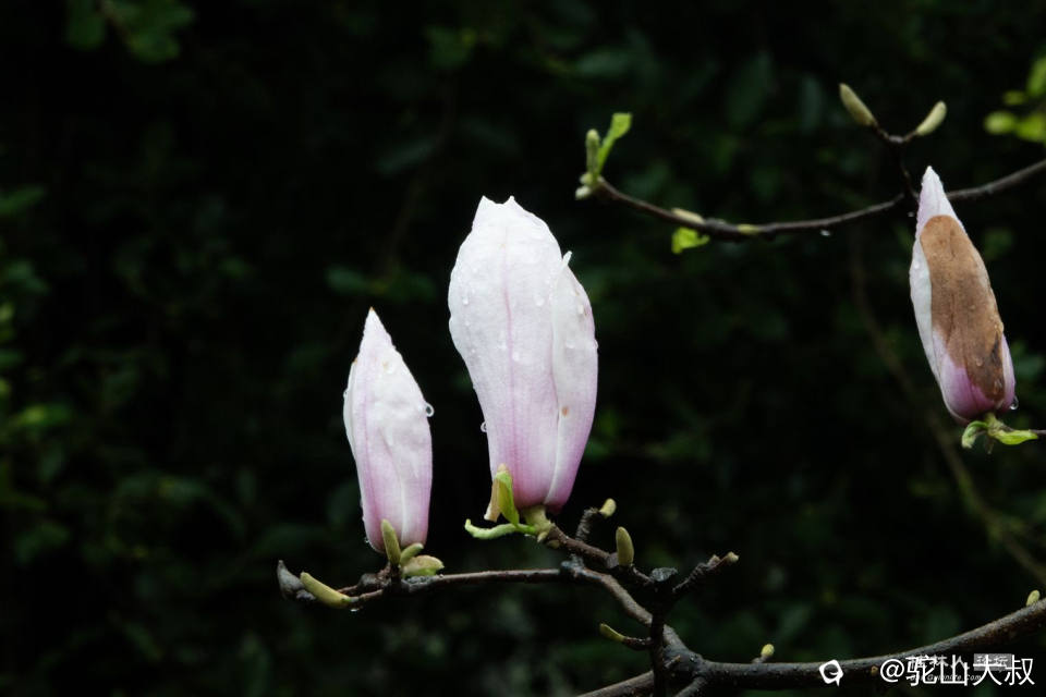 DSC05575-0.jpg