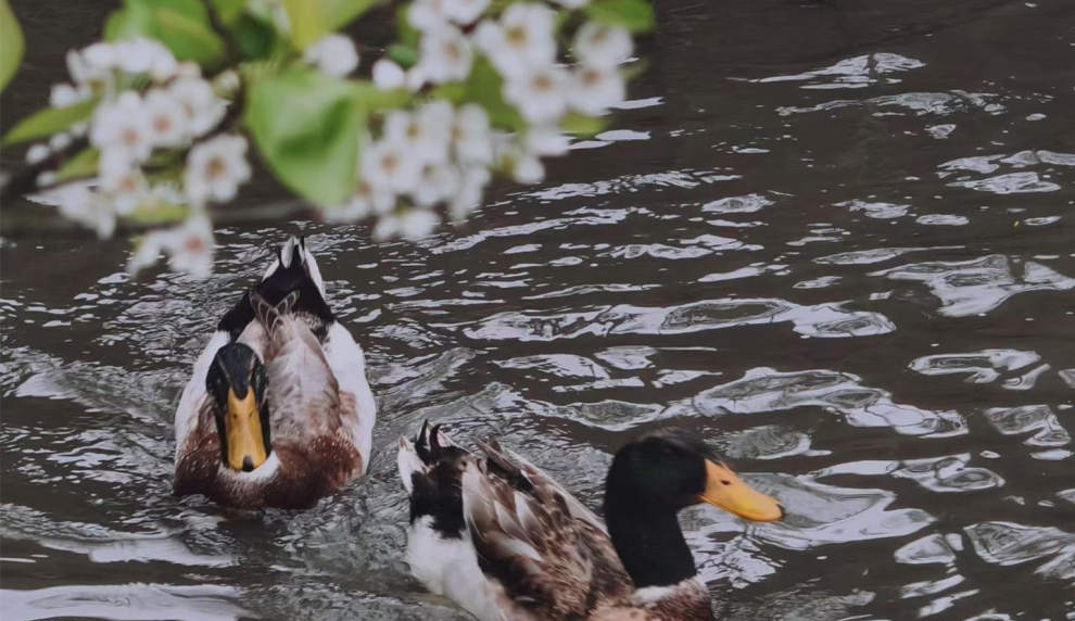 梨溪鴨戲