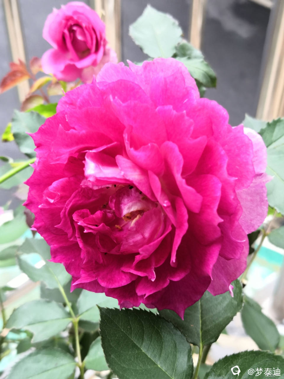 IMG_20240425_091608_副本.jpg