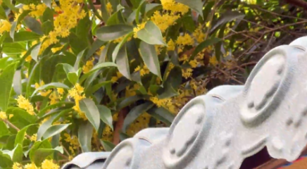 “满城桂花香 渐觉秋意浓”桂林迎来桂花盛开期