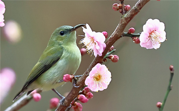 梅花上的太陽鳥