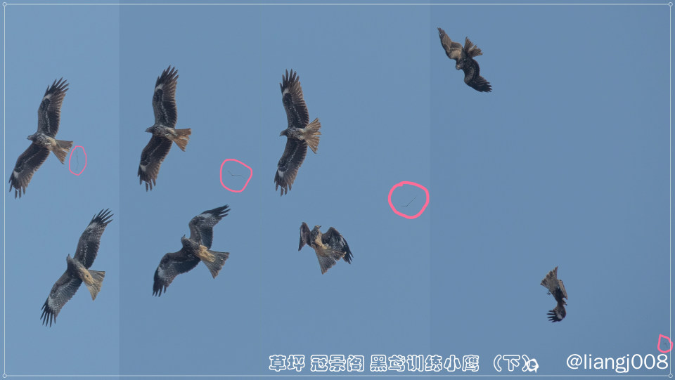 草坪 冠景阁 黑鸢训练小鹰 （下）.jpg