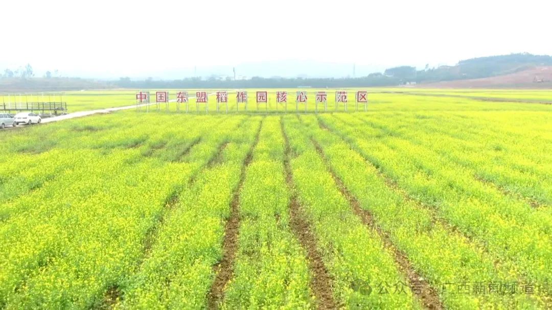 广西多地油菜花惊艳上线！一秒带您进油画