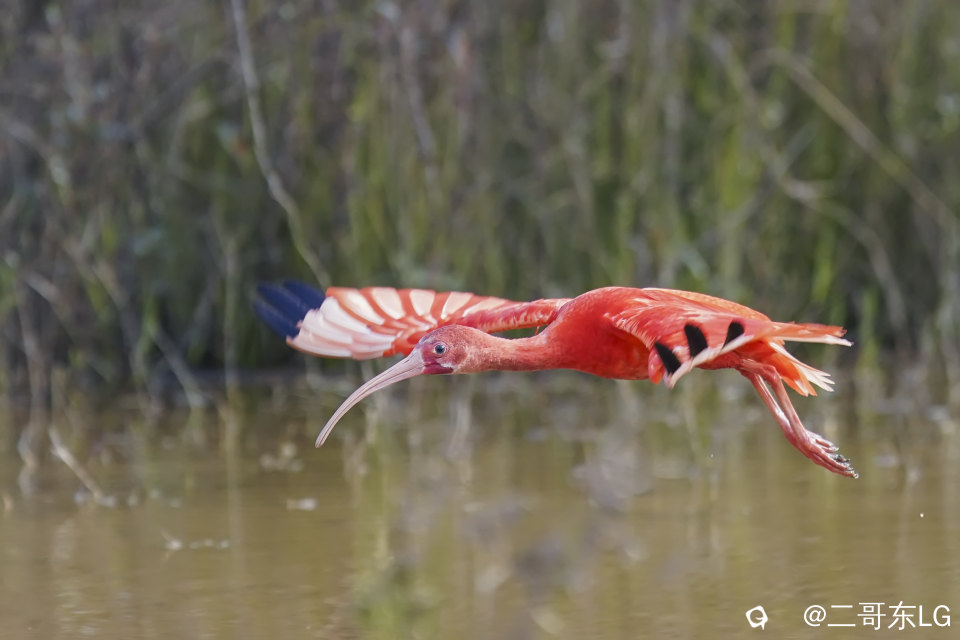 美洲红鹮1.jpg