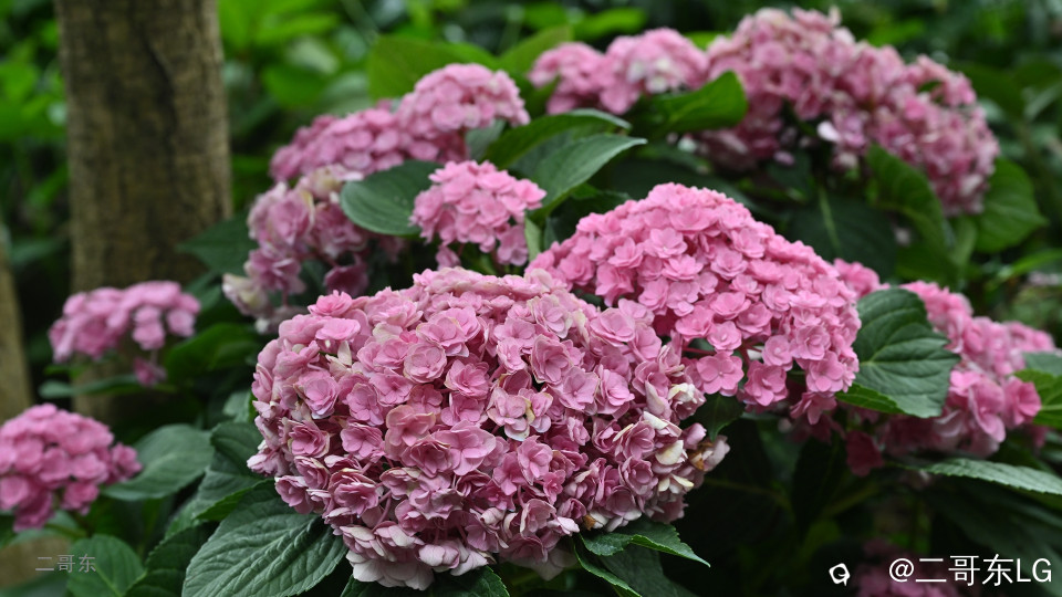 三月三青秀山花展 (5).jpg