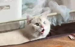 小猫在外热了一夜，早晨进主人房间发现开了空调，满脸不可置信！咪：丧良心啊，开空调不喊我！