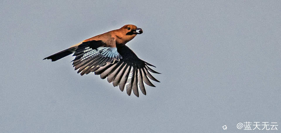 _40I6880 拷贝p.jpg