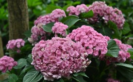 2026青秀山&ldquo;三月三花艺展&rdquo;