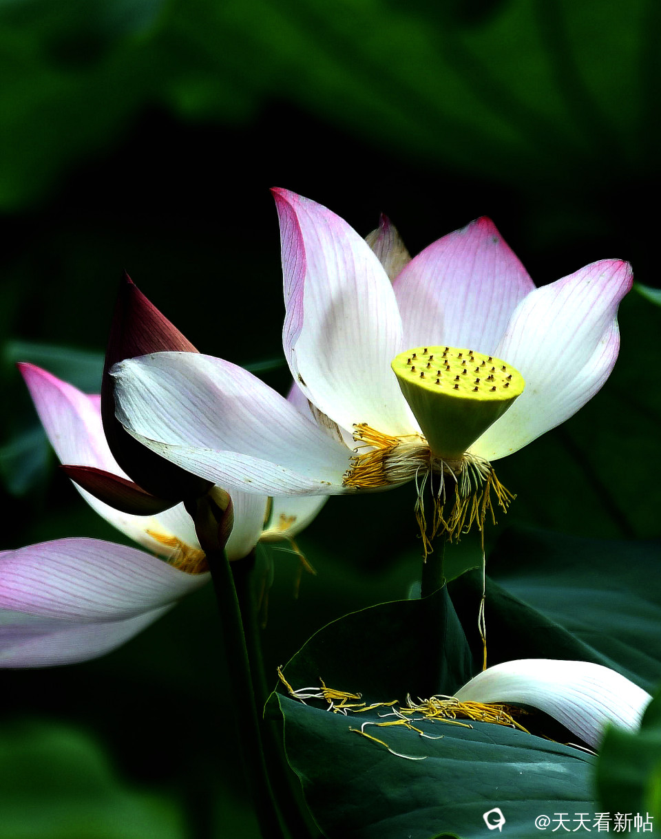 DSC_4618_副本.jpg