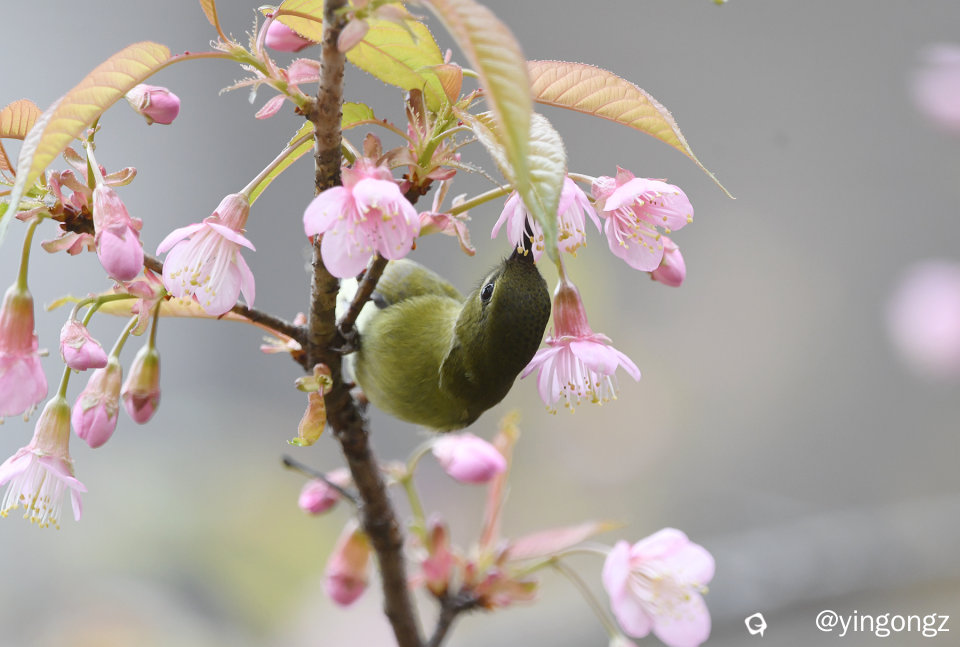 DSC_2660_副本.jpg