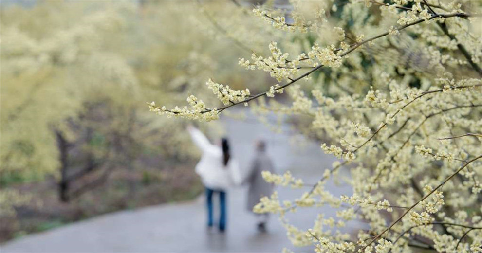 灌阳米竹山高山源山苍子花海全线盛开