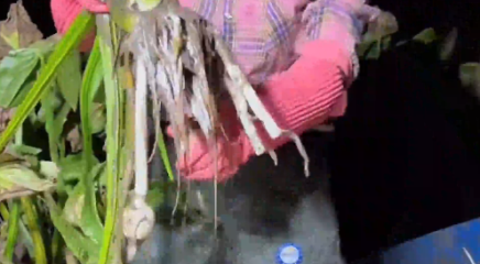 “茨菇一挖，就快过年了！”又到了广西人挖茨菇的季节，外地网友：这是什么？怎么每棵结那么一点