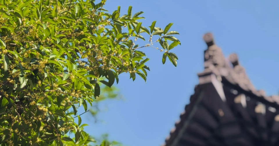 桂花飘香