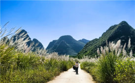 山窩窩里芒草美