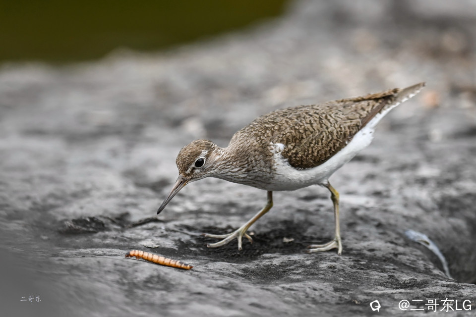 矶鹬 jī yù (19).jpg