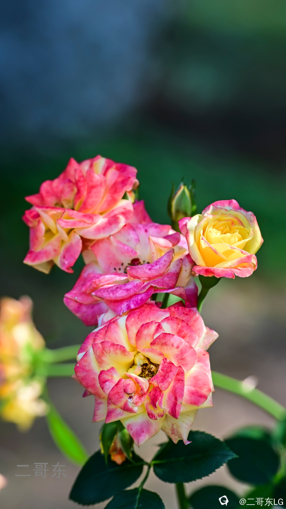 虞山月季花 (26).jpg