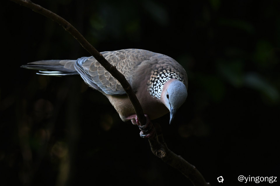 DSC_0952_副本.jpg