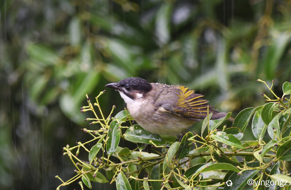 DSC_9600_副本.jpg