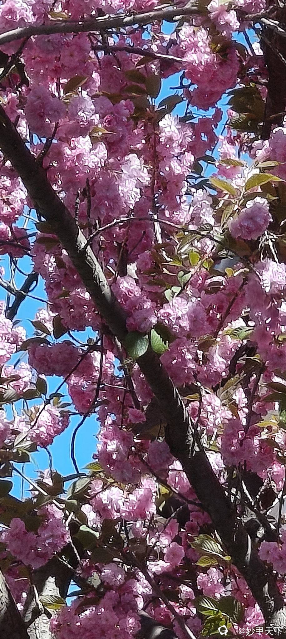 IMG20250406124624 (2).jpg