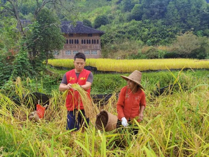 驻村期间帮助群众抢收稻谷.jpg