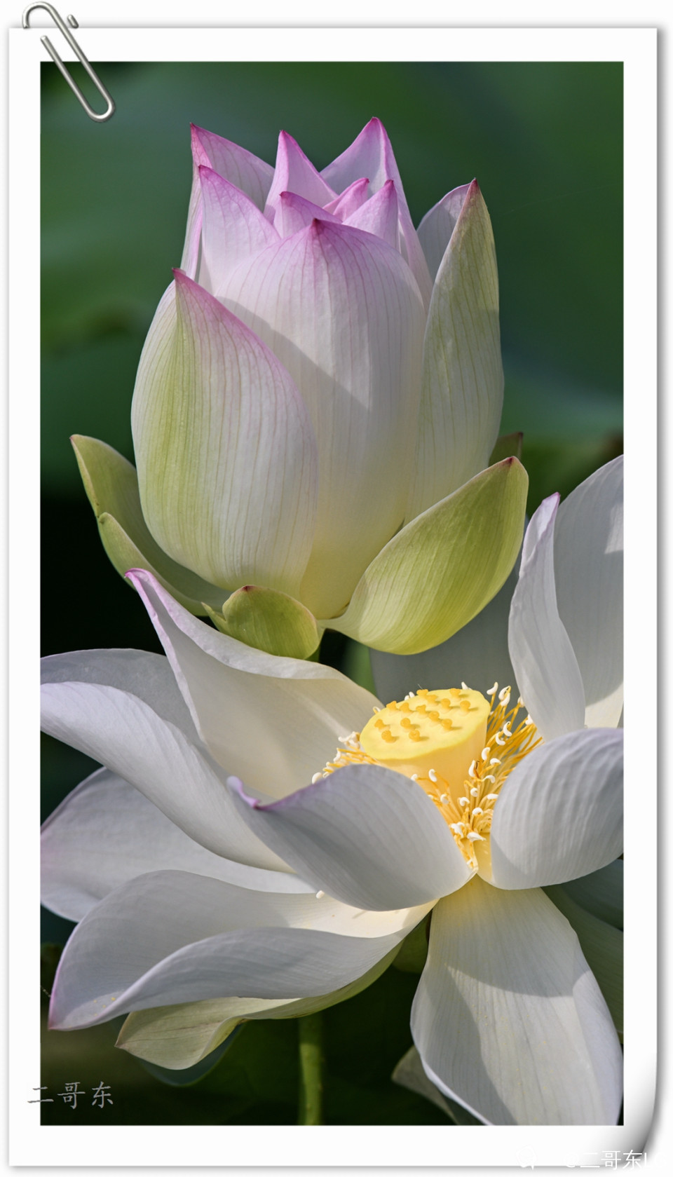 艳丽荷花 (1).jpg