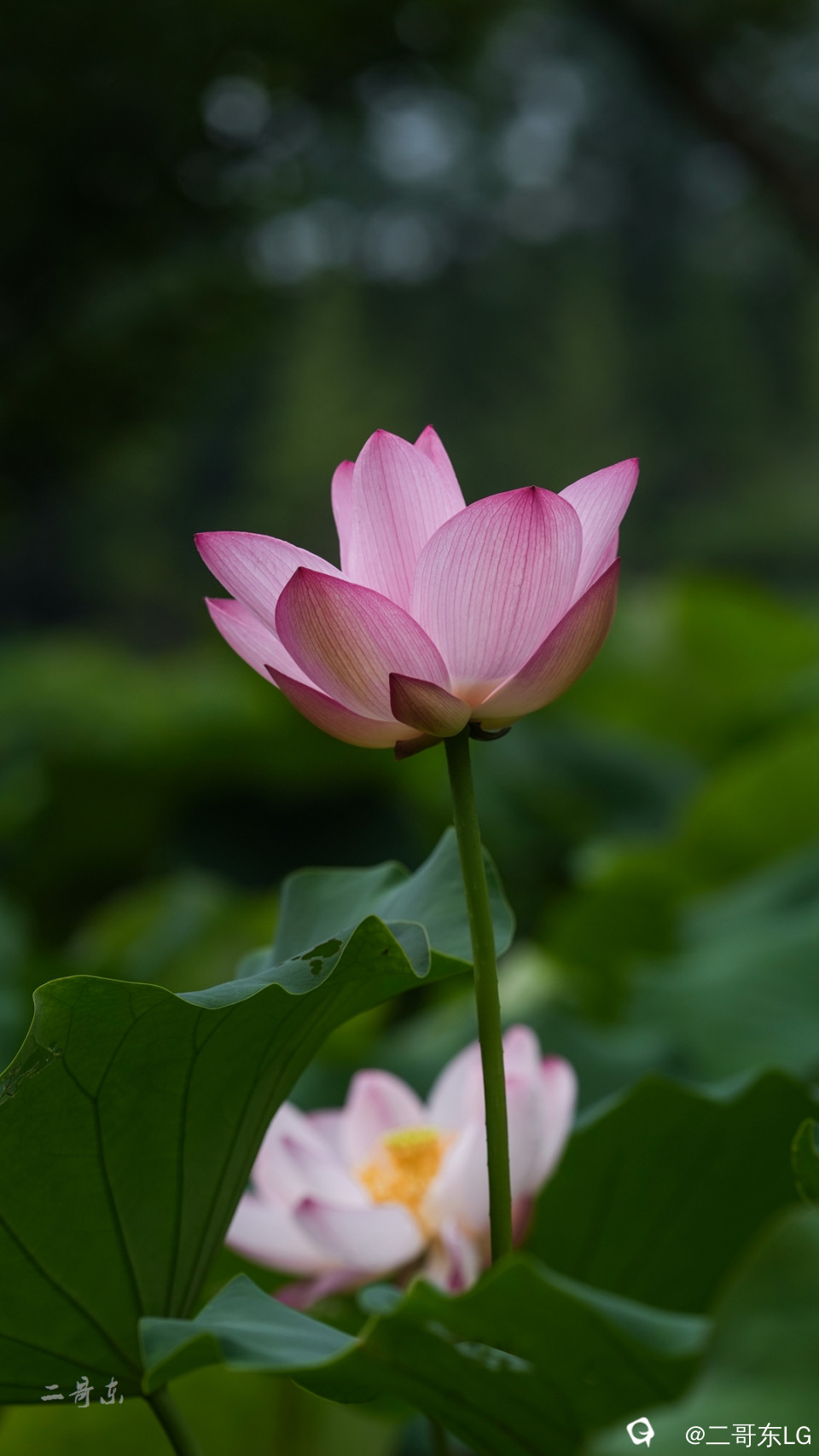 荷花 (10).jpg