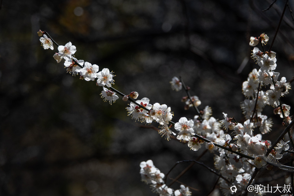 DSC04747-0 - 副本.jpg