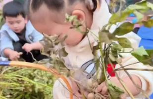 一种很新的带娃方式出现了！幼儿园带小朋友拔花生、挖红薯、学做饭！网友：太厉害了，又是上不如老下不如小的一天