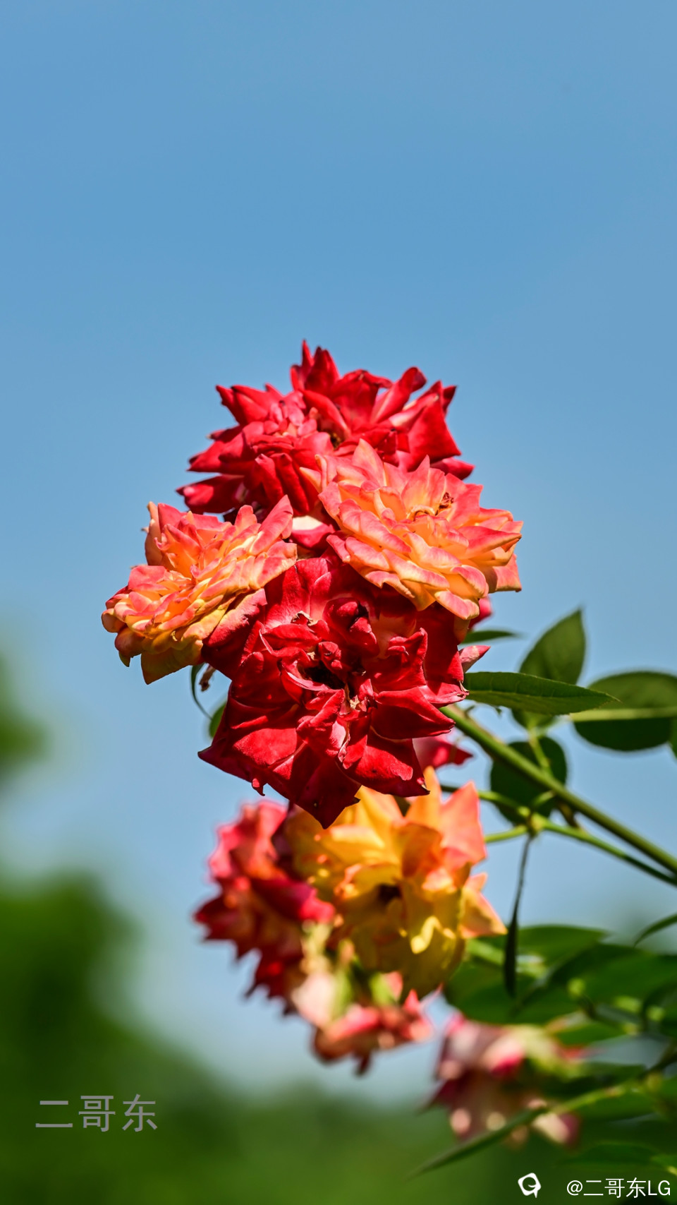 虞山月季花 (23).jpg