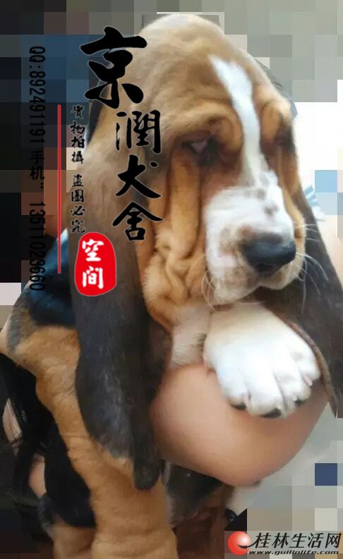 ���۴���˫Ѫͳ�ͼ�����Ȯ �ͼ���ͼƬ �ͼ���С��
