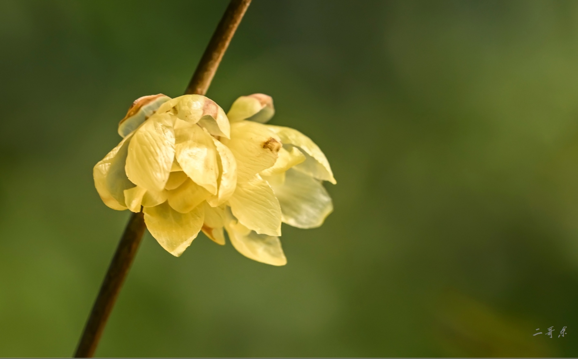 ★★★★★素心腊梅