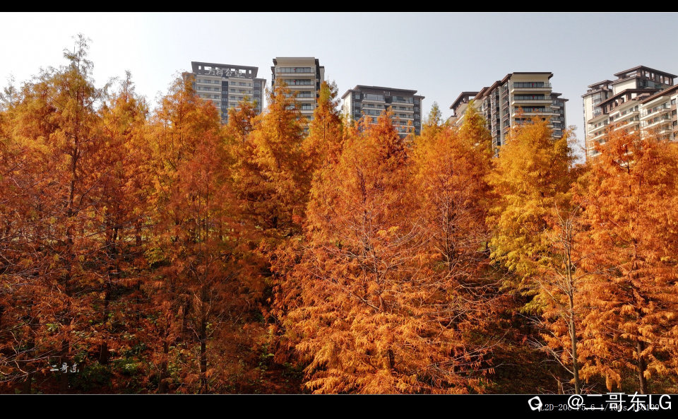 红水杉 (12).jpg
