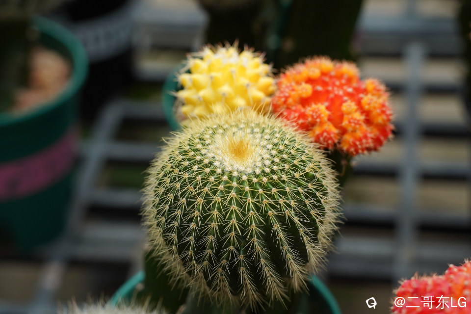 南方第三届花卉苗木交易会 (36).jpg