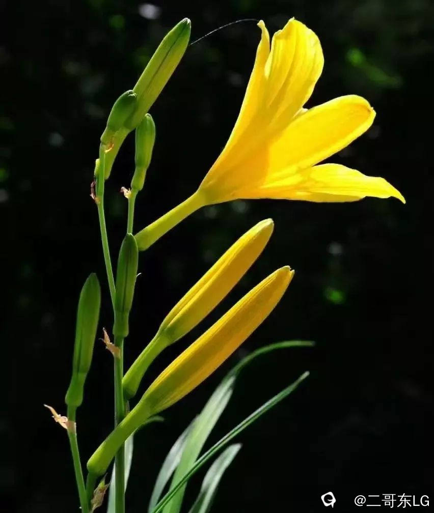 黄花菜 (111).jpeg