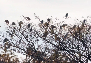 鳥屆表情包頂流扎堆，生態(tài)畫卷美出圈！桂林市區(qū)湖畔夜鷺成群聚集