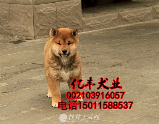 ���ֲ�Ȯ��Ȯ����Ǯ ���ֲ�Ȯ�۸� ���ͻ�