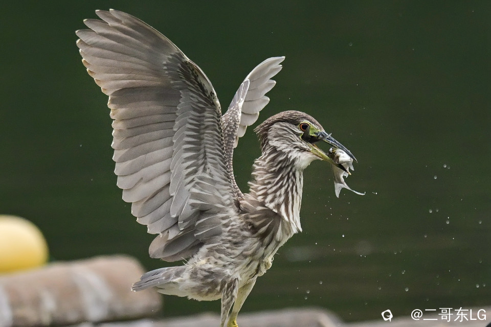 绿鹭干饭 (5).jpg