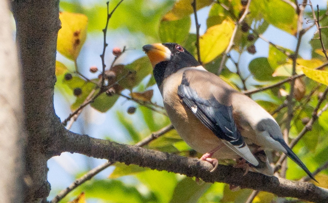 上南洲的蜡嘴雀