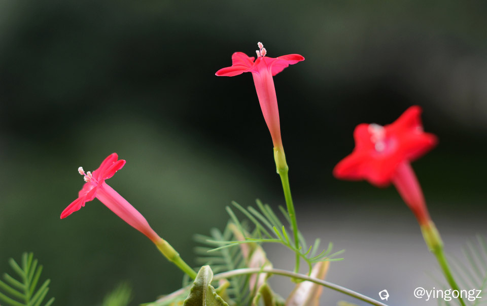 DSC_3763_副本.jpg