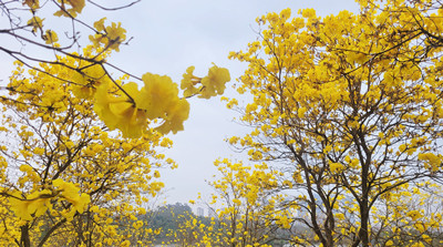 黄花风铃木的浪漫