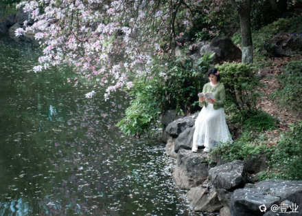 今年长岛的紫荆花