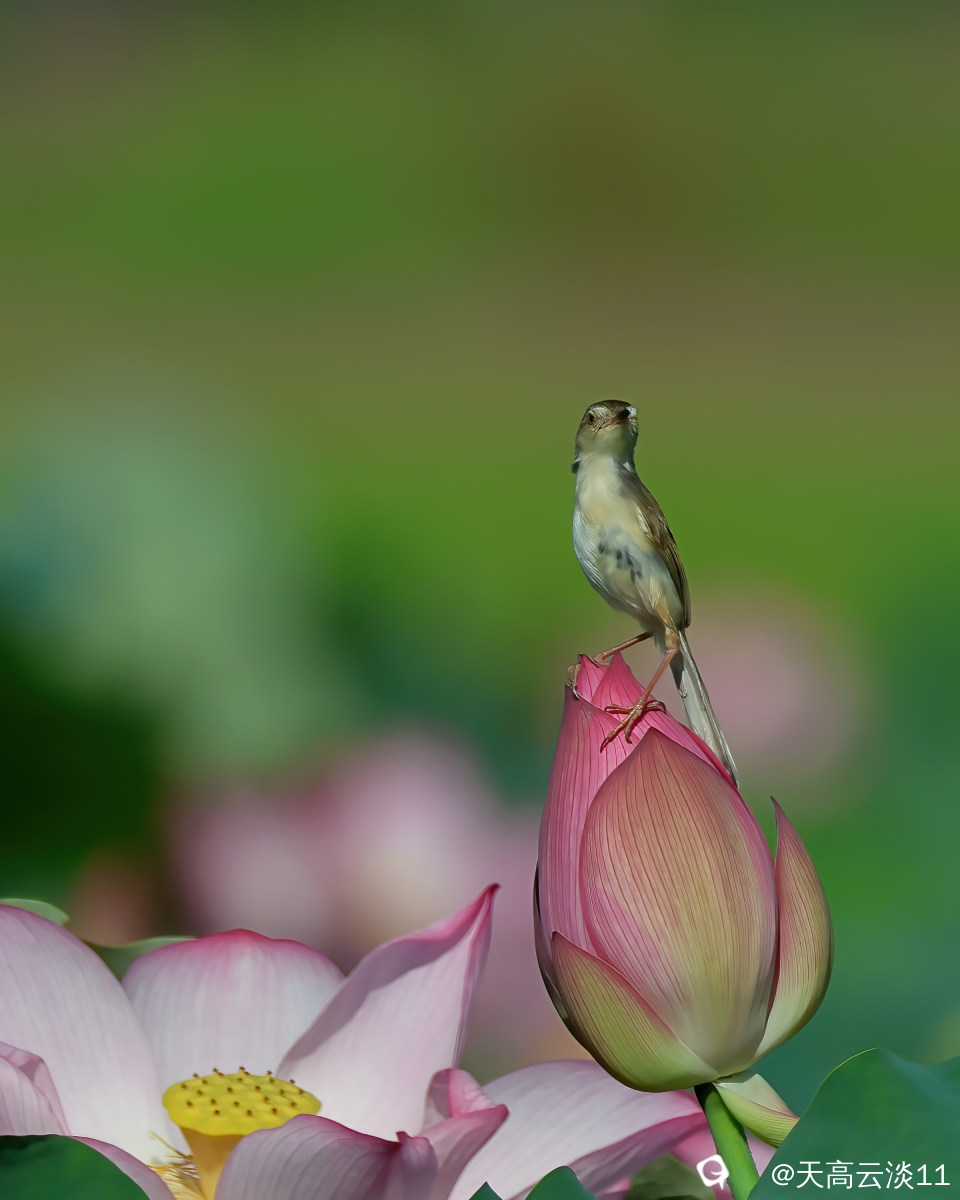 5D2A8802-DeNoiseAI-denoise.jpg