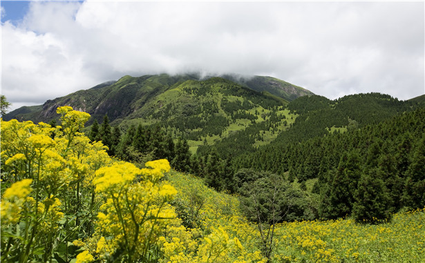 7月的桂林高山黄花