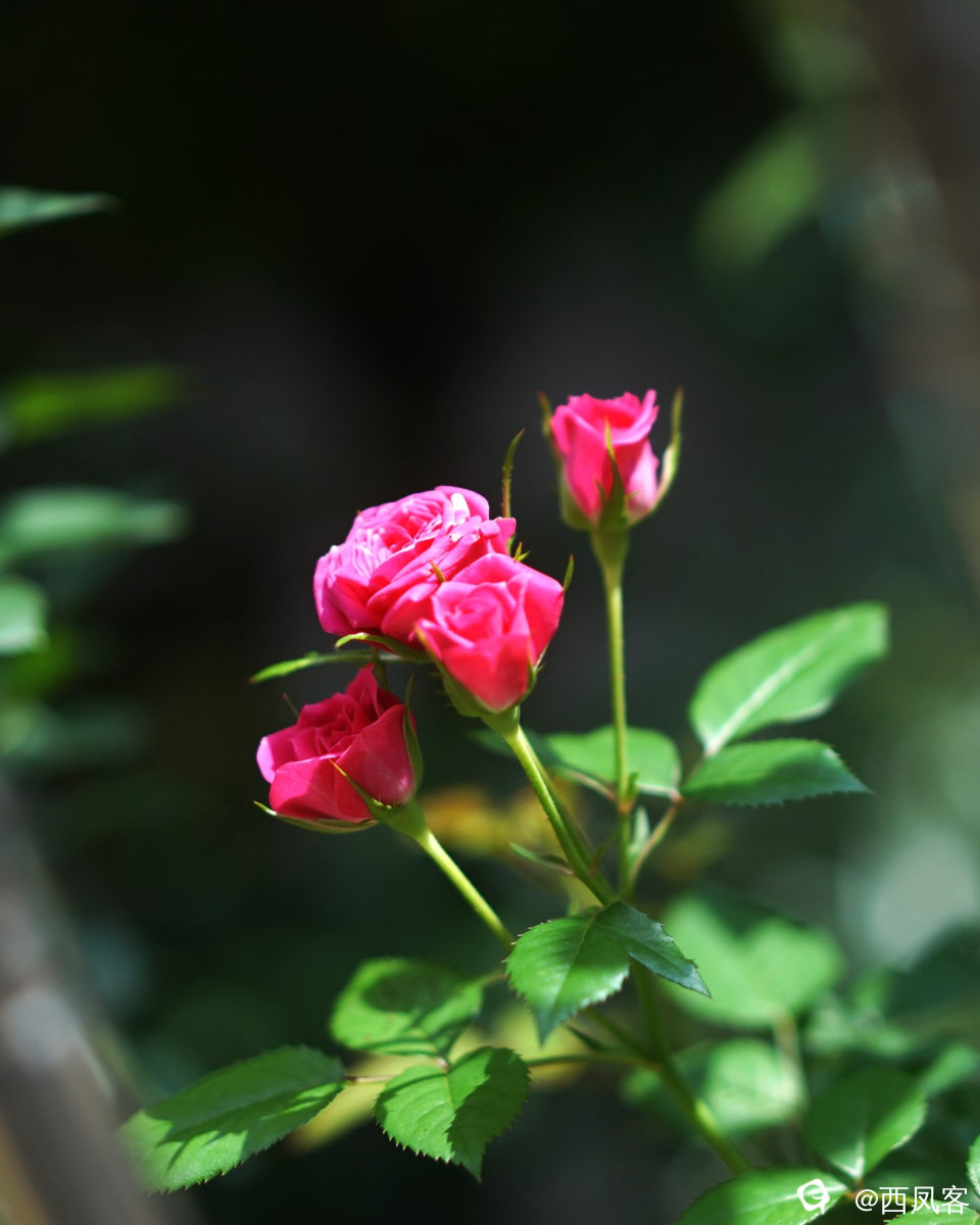 DSC06187.JPG