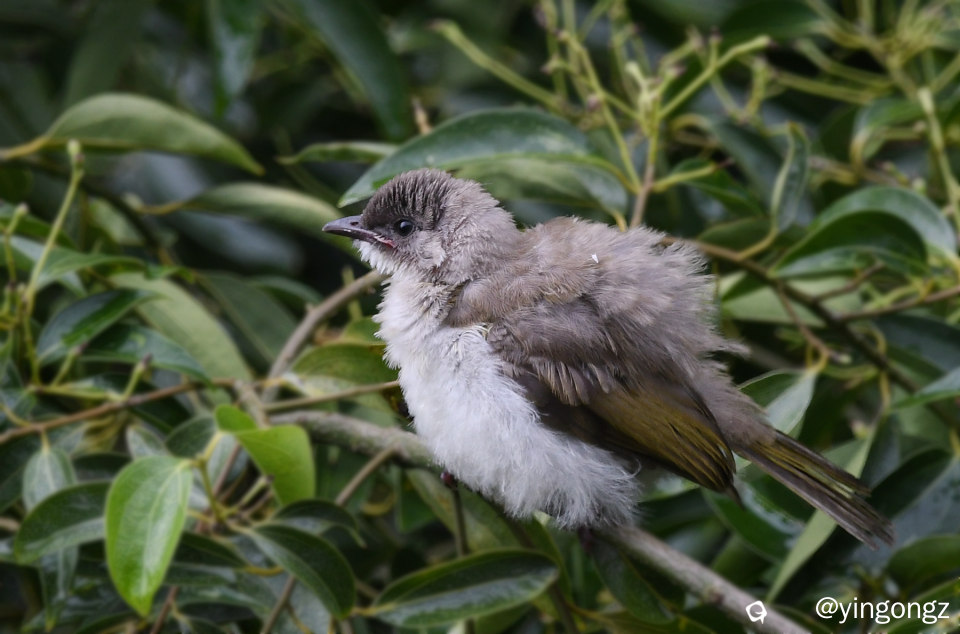 DSC_9522_副本.jpg