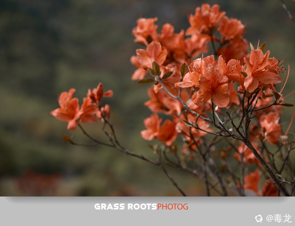 _DSC0218_副本.jpg